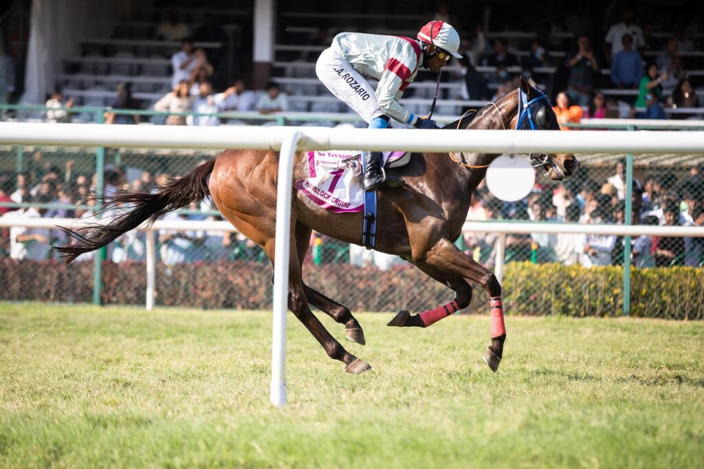 horse, horse race, jockey, horse racing, horsemen, nature, race horse